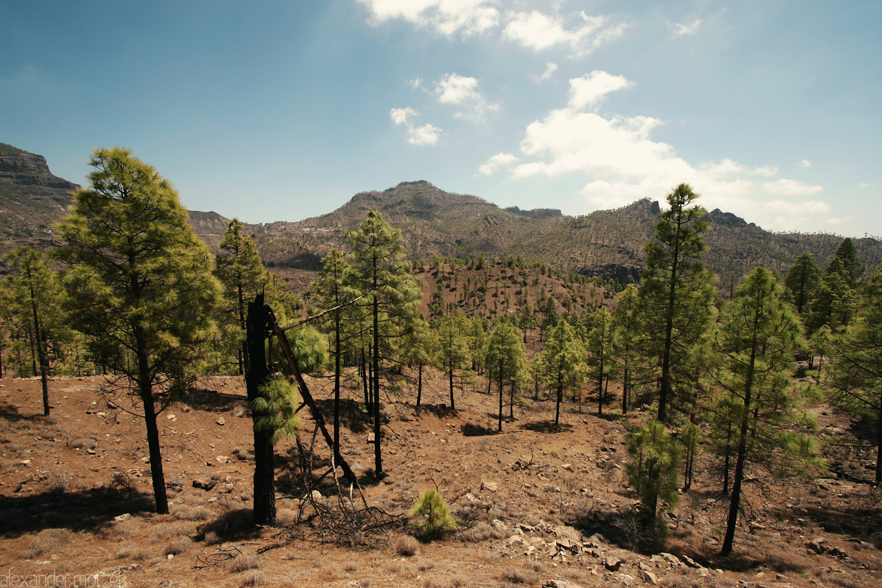 Foto von Gran Canaria Verbrannte Pinien Bäume